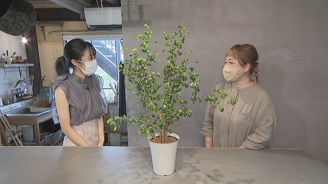 観葉植物のお手入れ方法 水やり 置き場所 家に緑を取り入れよう News Park Ksb ニュースパークksb Ksb瀬戸内海放送